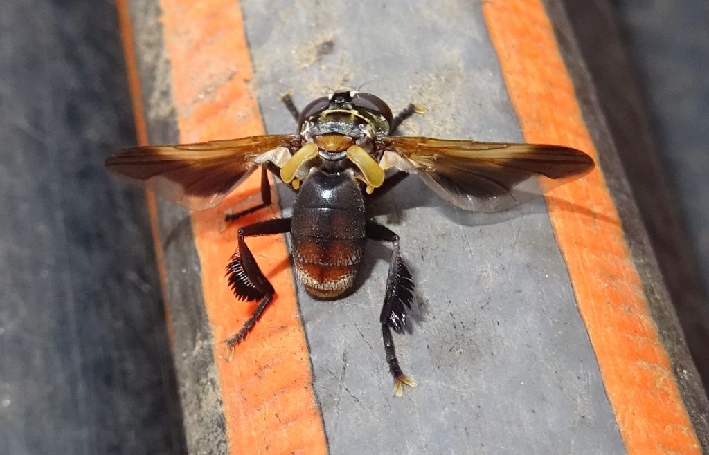 Tachinidae: Trichopoda (Galactomyia) pictipennis